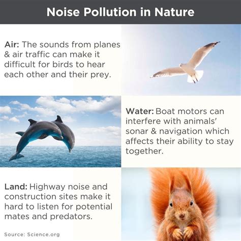 Noise Pollution Continues To Increase All Over The World This Affects