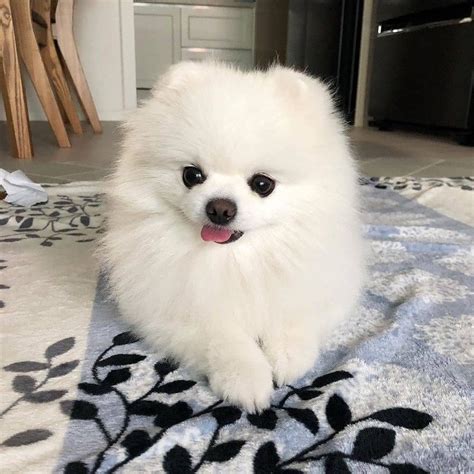 Cute And Adorable Pomeranian Puppies Available For Sale Adoption From