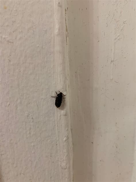 I Keep Finding These Little Beetles In My New Apartment Brooklyn Ny