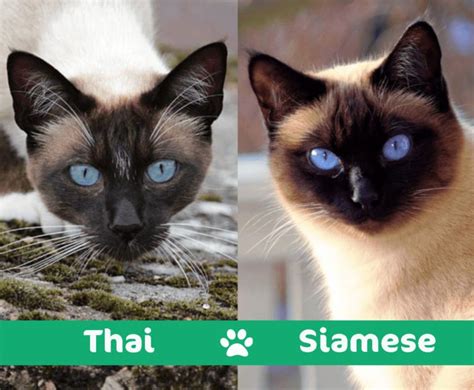 Thai Vs Siamese Cat Whats The Difference With Pictures Excited Cats