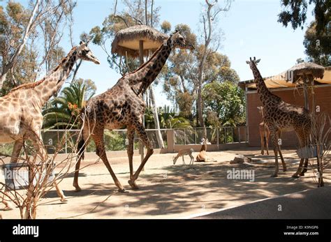 Giraffes At San Diego Zoo Balboa Park California Usa Stock Photo Alamy