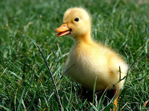 A Baby Duck In The Grass Pet Birds Little Duck Animals