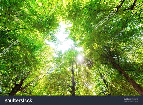 Green Leaves With A Bright Sun Shining Through Stock Photo