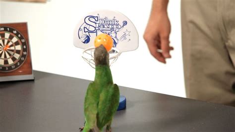 How To Teach Your Parrot To Dunk A Basketball Howcast
