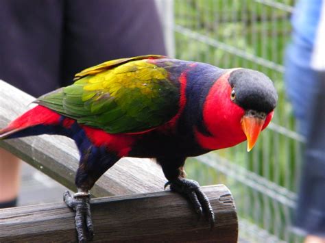 Lory Parrot Bird Tropical 13 Wallpapers Hd Desktop And Mobile