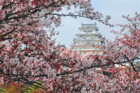 Pulau jeju menjadi destinasi wisata nomor satu di korea selatan. Tempat Wisata Bunga Sakura Di Korea Selatan - Sebuah Tempat