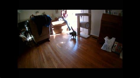 Cat Chases Light Youtube