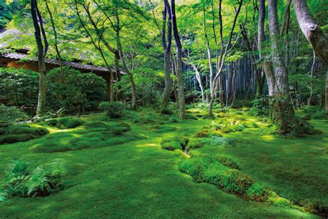 Moss Forest At Gio Temple Kyoto Japan Photo By Marc Peter Keane 1800