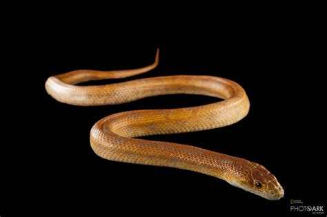 Photo Ark Home Everglades Rat Snake National Geographic Society
