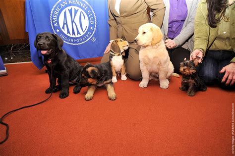 American Kennel Club Announces Most Popular Dogs In The Us