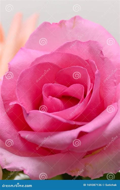 Pink Rose Flower With Beautiful Heart Shape Petal Image Used For