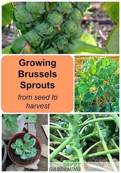 Growing Brussels Sprouts A Seed To Harvest Guide Sprouts Harvesting