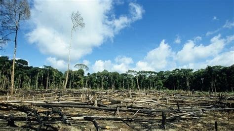 Wiranto Perintahkan Tindak Tegas Pembakar Lahan Dan Hutan Kumparan Com