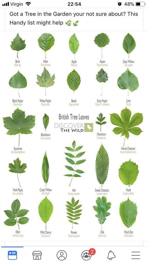 Tennessee Tree Leaf Identification Chart