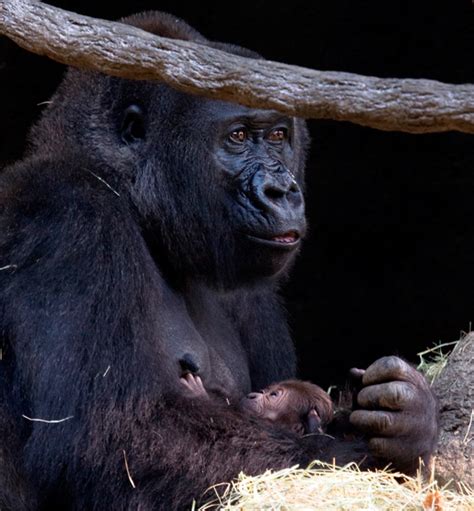 Beloved Atlanta Zoo Gorilla Gives Birth To Her Second Zooborns