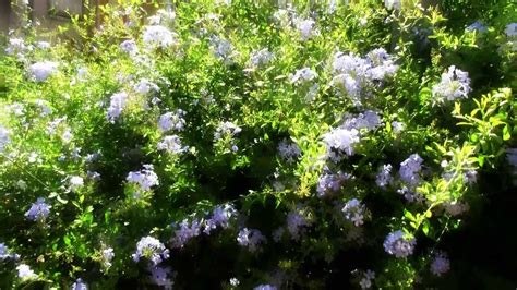 Questa pianta sempreverde, solitamente perenne o comunque biennale, è molto comune nei giardini e nelle aiuole, con fiori di un colore azzurro violetto molto perenni da fiore e piante sempreverdi: Plumbago Capensis 01 (pianta con fiori azzurri) - YouTube