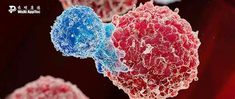 太狡猾！为逃避免疫细胞的攻击，癌细胞居然藏到其它癌细胞里面去了！ 知乎