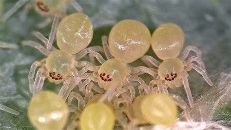 Smiling Hatchlings Cheiracanthium Inclusum American Yellow Sac