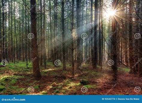 Sunrise In The Woods Stock Photo Image Of Holland Foliage 93542774