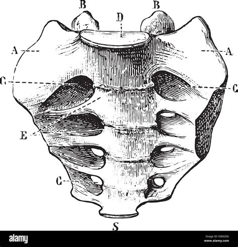 Drawing Anatomy Sacrum Hi Res Stock Photography And Images Alamy
