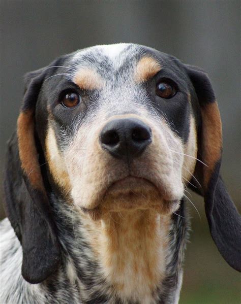 32 Hound Dog Breeds With Incredible Instincts Purewow