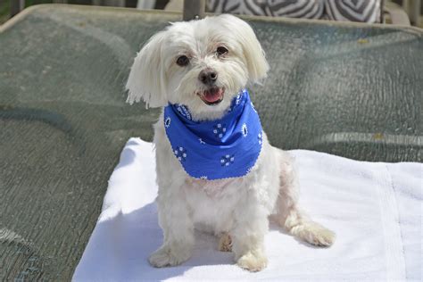 Picture Of Lucky The Maltese Dog Taken After Grooming Pho Flickr