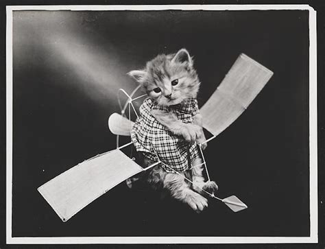 15 Vintage Cat Photos That Prove People Have Always Loved Them Whizzpast