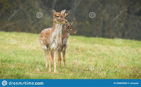 Three Fallow Deer Does Standing On A Field In Autumn Nature Stock