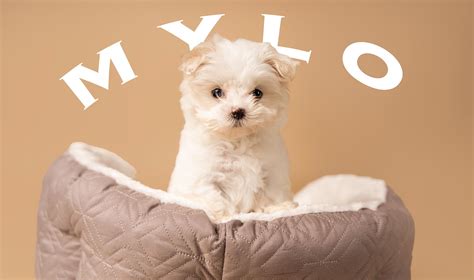 8 Week Old Maltese Meet Mylo Puppy
