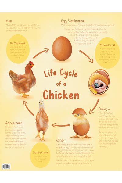 Life Cycle Of A Chicken Chart Australian Teaching Aids Educational