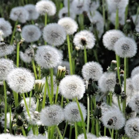 Bunga dandelion lebih sering dikenal dengan nama bunga randai tapai, bunga ini berasal dari kawasan eropa dan asia. 300 Gambar Bunga Dandelion HD Terbaru - Gambar ID