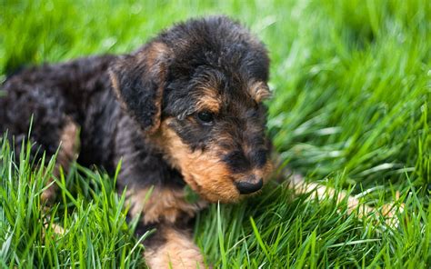 Airedale Terrier Puppy Little White Dog Curly White Puppy Cute
