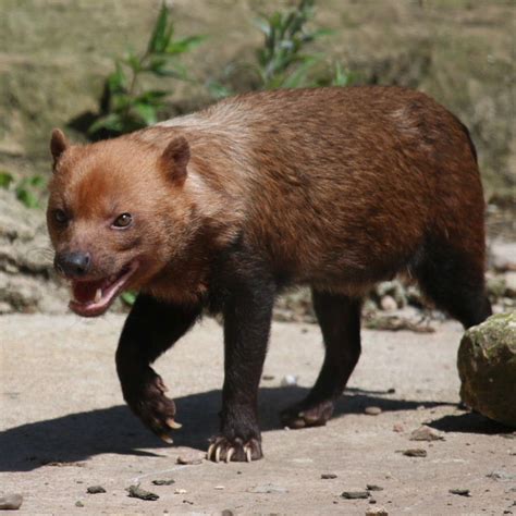 Bush Dog