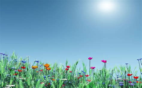 Spring Meadow Wallpapers 63 Background Pictures
