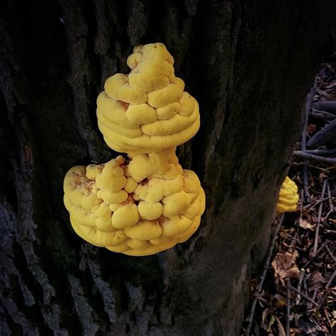 We Often See Chicken Of The Woods In Its Full Grown State But Heres A