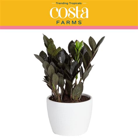 Costa Farms Trending Tropicals Live Indoor And Outdoor 10in Tall Black Raven® Zz Zamioculcas