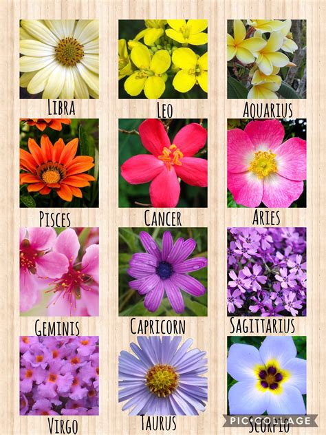 Zodiac Signs Flowers With Images Zodiac Signs Zodiac Flowers