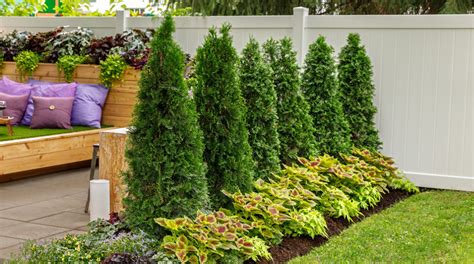 Planter Des Arborvitae Mefics