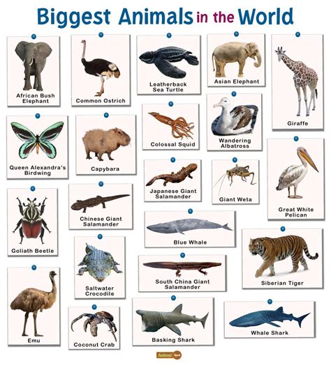 Largest Animals Ever Chart