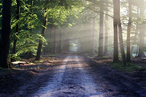 무료 이미지 경치 나무 숲 통로 좁은 길 태양 도로 안개 햇빛 아침 잎 가을 침묵 시즌 방법 광선