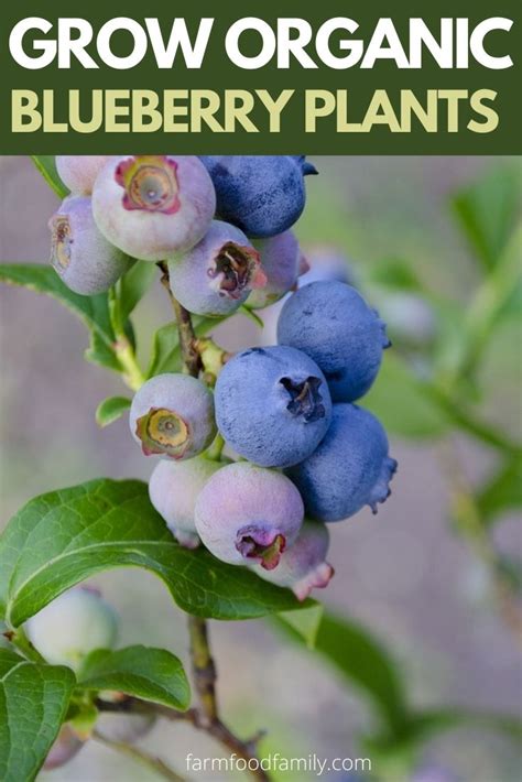 How To Grow And Care Organic Blueberry Plants In The Garden