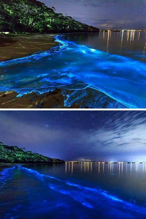 Bioluminescent Bay Fajardo Puerto Rico Bioluminescent Bay