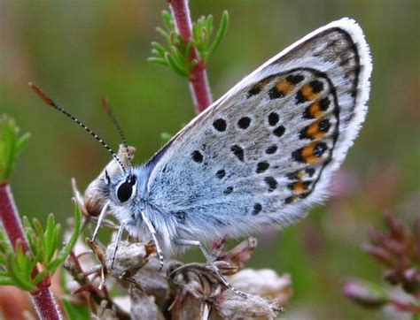 Silver Studded Blue Butterfly Plebejus Argus Identification Guide