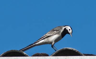 Welche vögel kommen zu ihnen in den garten? Kinderleicht: Mit einer App die Vogelart bestimmen ...