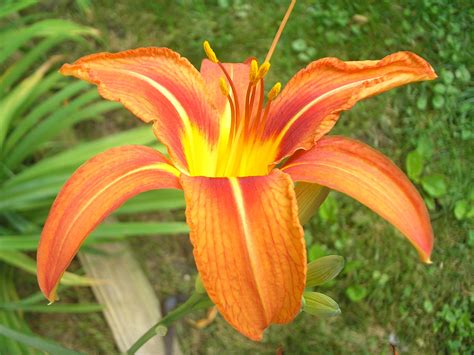 Orange Tiger Lily Tiger Lily Plants Flower Photos