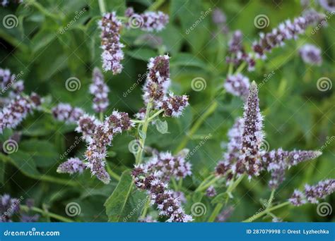 Long Leaved Mint Mentha Lonolia Grows In Nature Stock Photo