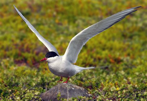Arctic Tern Facts And Adaptations Sterna Paradisaea