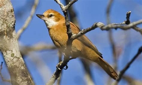 What are some animal names that start with a y? 6 Amazing Animals that Start with the Letter X
