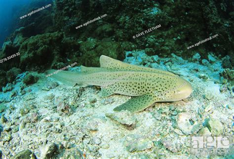 Thailand Leopard Or Zebra Shark Stegostoma Fasciatum Over Reef