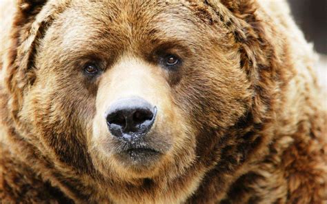 19 Amazing Bear Hd Wallpaper For Animal Lovers